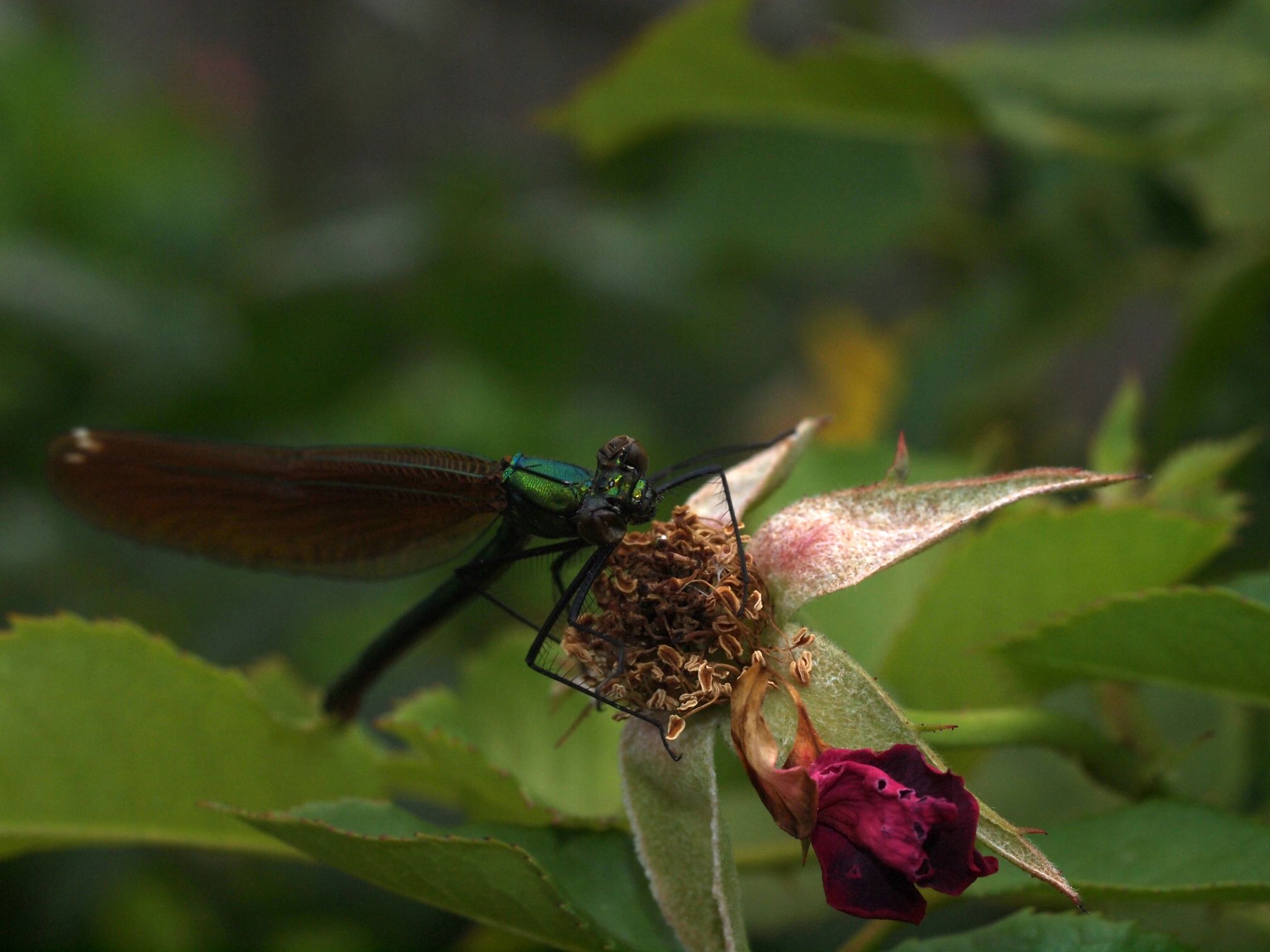Bronzene Prachtjungfer